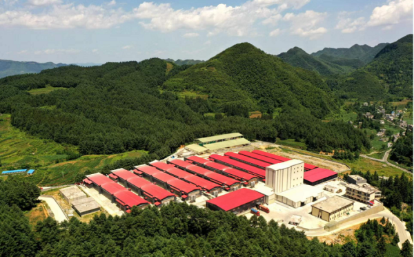 朝取农业携手本来生活，两年投入2亿元布局非笼养蛋鸡产业