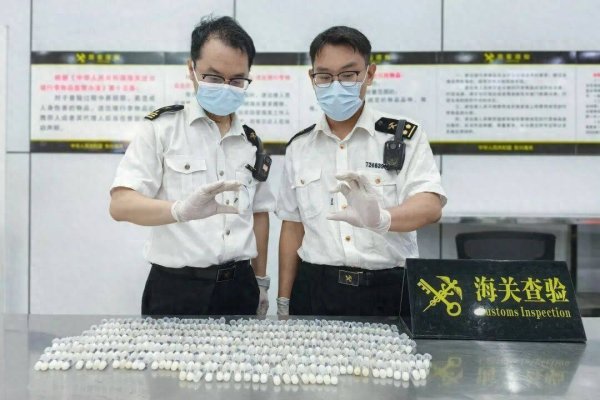 头皮发麻！一旅客携带318只活体大蚂蚁从广西入境，被海关查获